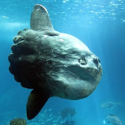 Oceanário de Lisboa